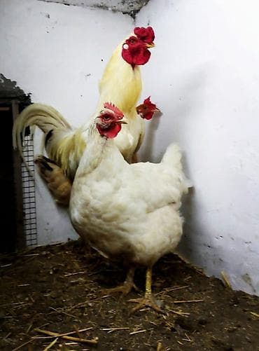 it satislari: Toyuq, Damazlıq, Ödənişli çatdırılma — 1