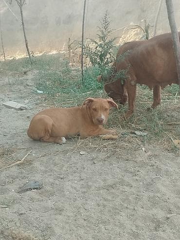 pitbul dişi: Pitbul, 2 ay, Dişi — 4