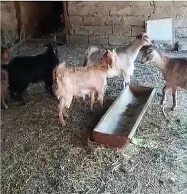 sort keciler: Her vaxtiniz xeyr 4 ayliq 4 dene çəpiş varımdır.Hamısını alana qiymət — 3