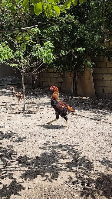 Salam.6 yawinda 800 manata damazliq alinan Özbəkistan dan gelme