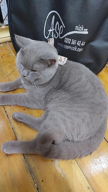 Britan, Erkək, Yaxşı əllərə, Ünvandan götürmə