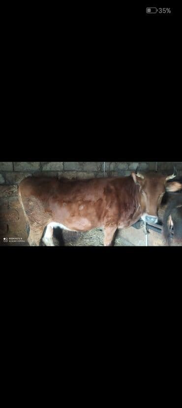 Коровы, быки: Самка, лет: 2, Для мяса — 6