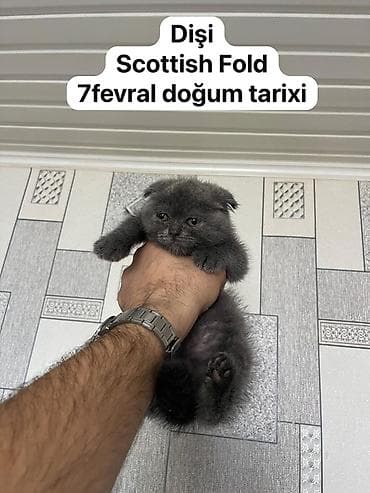 pişik almaq: Şotland yastı qulaq, Erkək — 5