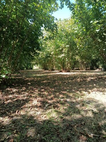 findiq ləpəsi: Salam bağ Qəbələ rayon Nic qəsəbəsində dir bağ 67 sotdan ibarətdir 170 — 7