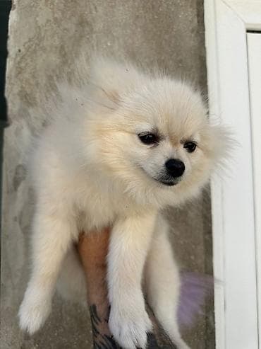 Balıqlar: Şpitz, 4 ay, Dişi, Peyvəndli — 1