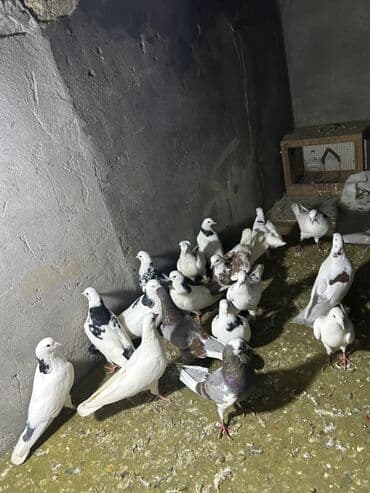 drakon goyərcin: Kom 12 manatdan tek tek ferqldi — 5