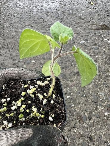 Qızıl Çiyələk Fidanı Tropikal