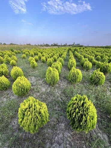 zeytun satışı: Dekarativ agaclarin satiwi istenilen novde istenilen olcude var elave — 24
