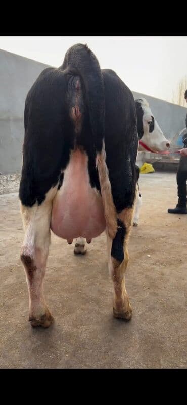 Heyvanlar üçün mallar: Südlük inək və buzov dəsti - Cins: Holşteyn tipli, xallı (qara‑ağ) — 6