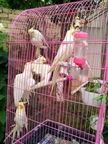 quş şekilleri: Bala var əl qusu var qiymetleri 45 Azn hamsin alana endirim tam — 10