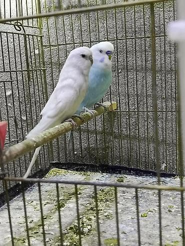 danışan tutuquşu satışı: Cüt volnisti dişi qara göz albinosdu erkey spengel çox qəşəng rəngdə — 7