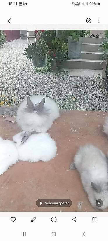 Гуси: Angora tipli dekorativ dovşan balaları
satılır. 10. m — 6