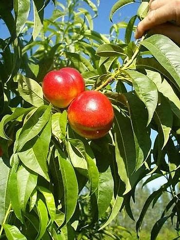 agac tingleri: Ting satışı Şaftalı və Nektarin Sort Contessa - yastı şaftalı Sort — 4