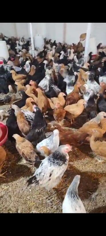 K/t heyvanları üçün mallar: Toyuq cücələri, Damazlıq — 3