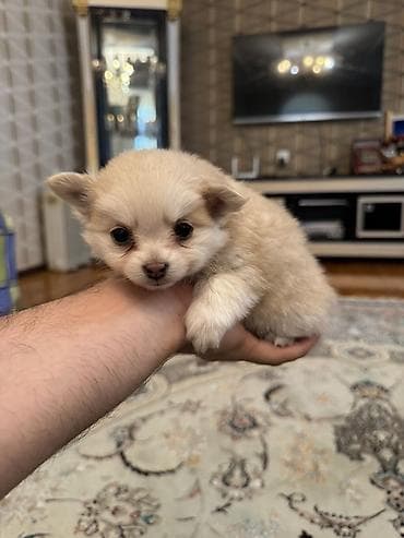 mini poodle: Şpitz, 1 ay, Erkek, Sənədli, Pulsuz çatdırılma — 10