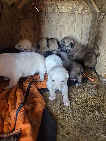 Akvariumlar: Balaca it balaları – müxtəlif rənglərdə və naxışlarda - Bir yuva — 4