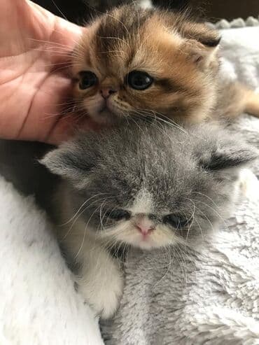 şotlan pişik: Şotland yastı qulaq, Erkək, Dişi, Yaxşı əllərə, Ünvandan götürmə, Pulsuz çatdırılma, Ödənişli çatdırılma — 100