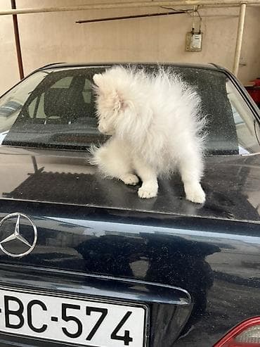 balaca it ucuz: Şpitz — 1