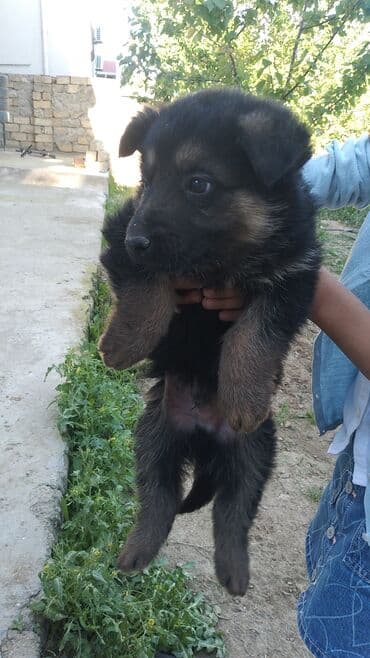tuklu itlər: Alman çoban iti, 2 ay, Erkek, Peyvəndli, Ödənişli çatdırılma — 4