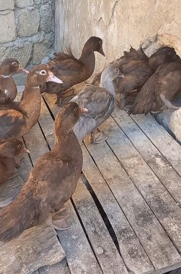 satliq ov itleri berde: Krasnadar və lavanda cinsi lal ördəklər satılır.3,5 — 3