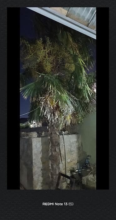 çiyelek agaci: Təcili satılır qiymətde razılaşmaq olar binededi Dekorativ palma ağacı — 2