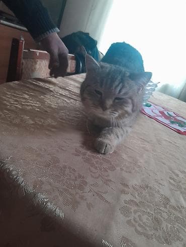 Digər heyvanlar: Britan, Dişi — 1