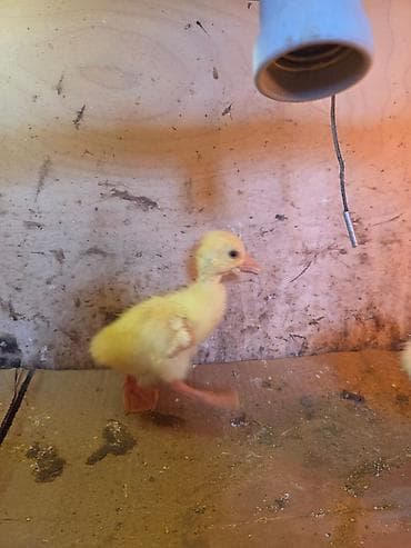 qazl: Məhsul: Qaz balaları (Linda). 14.04.2026 — 2