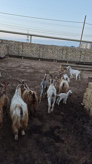 saanen kecisi: 2dənədə balalı keçi içində Bozbaş və anglo-nubian qarışığı yerli — 2