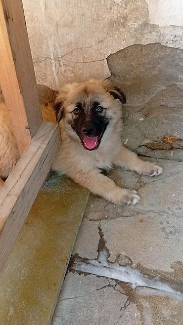 İtlər: 3 ay, Erkek, Peyvəndli — 2