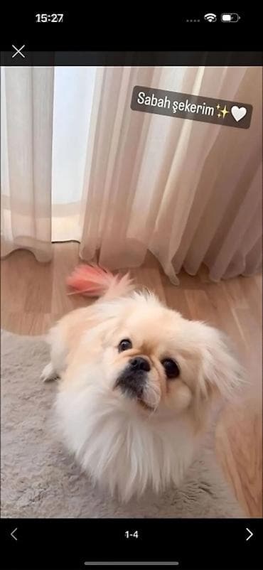 balaca şirin itler: Pekines — 2