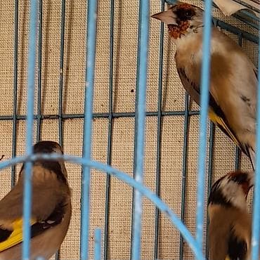 turac quşu: Cavan seqolar.tam qəfəs şəraitinə və bülbül yeminə salınmış.Qiymət — 1