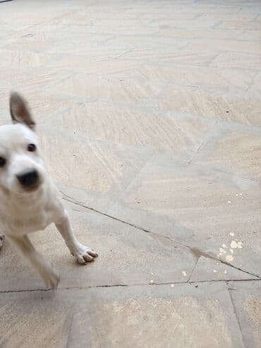 heyvanlara verilen adlar: Zvonok, 4 ay, Dişi, Peyvəndli, Ünvandan götürmə — 2