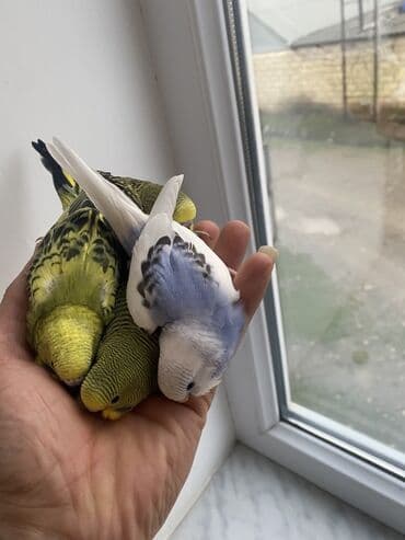 UAZ: Valnis balaları satılır ətraflı məlumat üçün vasapa yazın Birdəki — 6