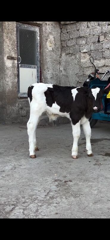 heyvanlara verilen adlar: 20 günlük erkek dana tam sağlam di — 6