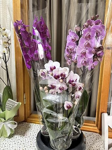 enginar harda satilir: Orxideya cüt çubuq 40azn. Hədiyyəlik bağlama +hədiyyəlik paket əlavə — 6