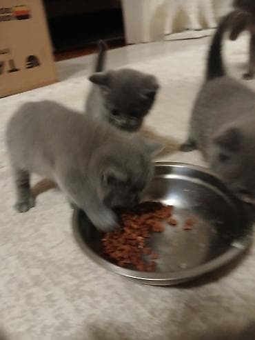 tazı: Britan, Yaxşı əllərə — 2