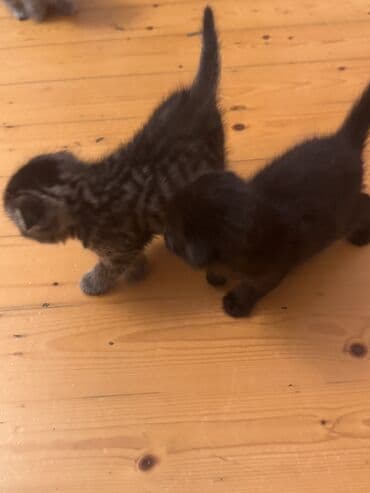 pisi: Britan yastı qulaq, Dişi, Yaxşı əllərə, Ödənişli çatdırılma — 3