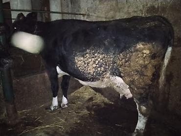 4 aydı doğub balasız satılır balasını satmışam 10,11 litr süd verir