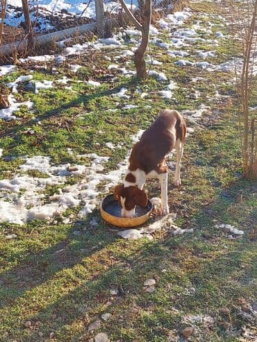 bildirçin satilir 80 qep: 9 ay, Dişi, Ünvandan götürmə — 5