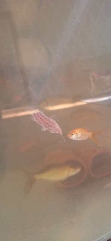 Gəmiricilər: Dördbucaq akvarium, Balıqlarla birlikdə, 64 l, Ünvandan götürmə — 6