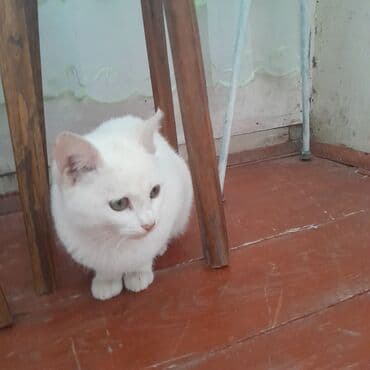 Balıq qulağı: Dişi, Yaxşı əllərə — 5