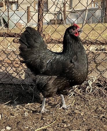 suda yaşayan heyvanlar: Toyuq, Australorp, Damazlıq — 3