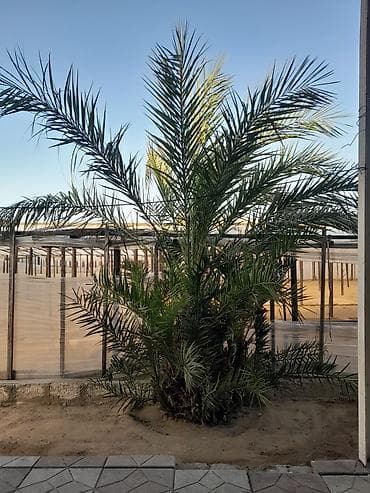 Xurma palmı) ağacı satılır. elaqe wp 070-403-21-30 hündürlüyü 3.4metre lalafo.az -da Xurma palmı) ağacı satılır. elaqe wp 070-403-21-30 hündürlüyü 3.4metre