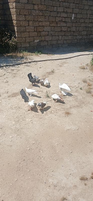Goyercinleri tergidirem kom optum satiram 8 denedi isteyen zeng ve ya lalafo.az -da Goyercinleri tergidirem kom optum satiram 8 denedi isteyen zeng ve ya