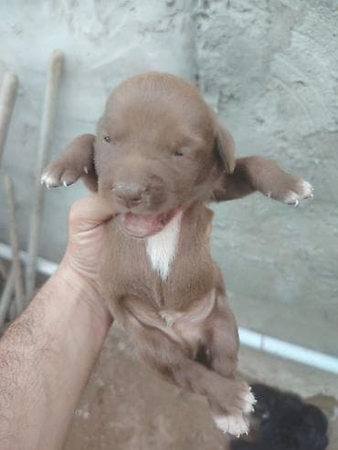 labrador retriver: 20 günlük labrador balalarıdı — 4