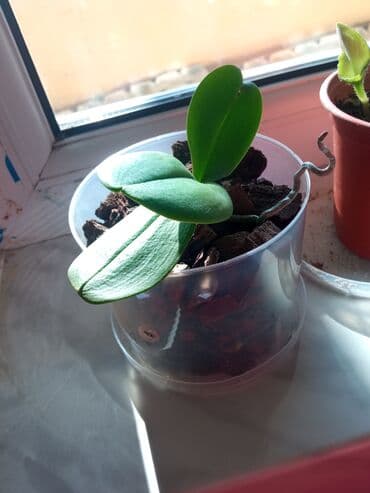 orxideya gülü: Orxideya qehveyi ciçek açir. sağlamdır qeşengdir — 9