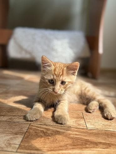Tabbi, Erkək