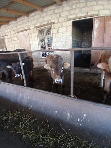 erkek quzular: Salam aleykum əvvəla 2 dənə dişi 4 dənə erkək danadı istiyən olsa — 10