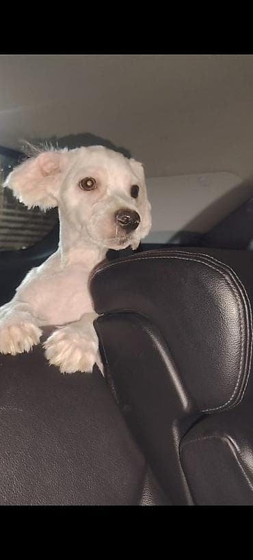 Malta bolonka, 4 ay, Erkek, Sənədli