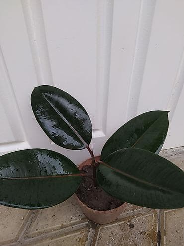 budda: Məhsul: Daxili dekorativ bitkilər (bir neçə növ saksı bitkisi) — 4